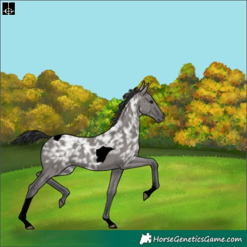 Horse Color:Void Grullo Ice Tobiano 