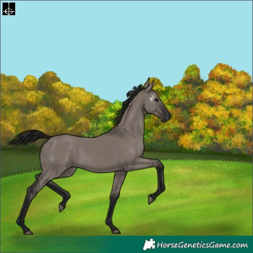 Horse Color:Gray Void Grullo 