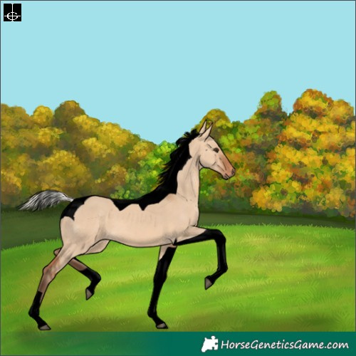 Horse Color:Void Silver Bay Dun Tobiano 
