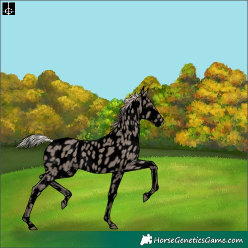 Horse Color:Void Silver Grullo Leopard 