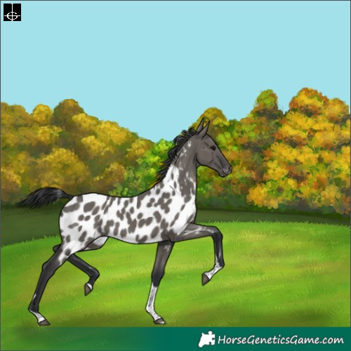 Horse Color:Grullo Tobiano Near Leopard 