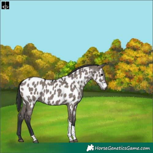 Horse Color:Grullo Tobiano Appaloosa 