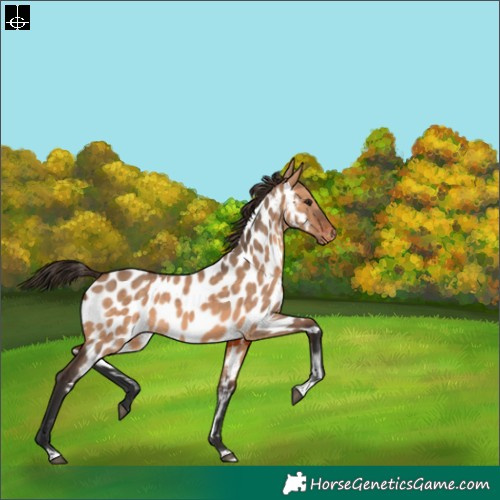 Horse Color:Bay Dun Tobiano Near Leopard 