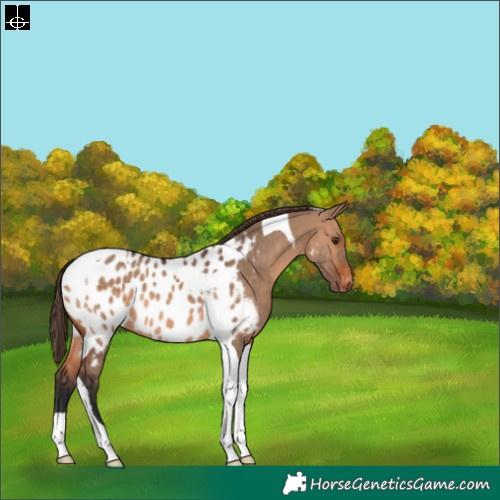 Horse Color:Bay Dun Tobiano Near Leopard 