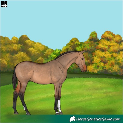 Horse Color:Bay Dun Tobiano 