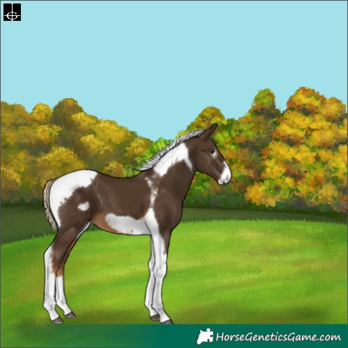 Horse Color:Gray Chocolate Palomino Tobiano Frame 