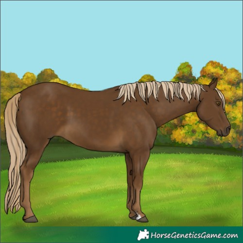 Horse Color:Chocolate Palomino