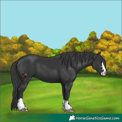 Horse Color:Unknown 