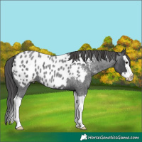Horse Color:Blue Roan Splash Appaloosa 