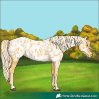 Horse Color:Palomino Appaloosa  and Palomino Appaloosa 