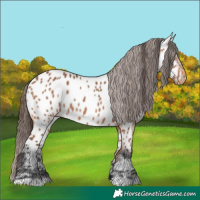 Horse Color:Bay Appaloosa 