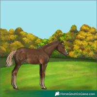 Horse Color:Chocolate Palomino 