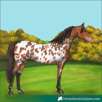 Horse Color:Bay Near Leopard 
