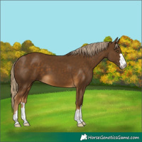 Horse Color:Chocolate Palomino 