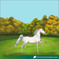 Horse Color:Cremello Dun Splash  and Cremello Splash 