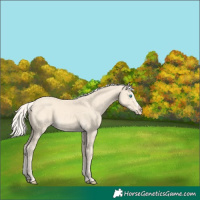 Horse Color:Cremello Splash  and Cremello Splash 