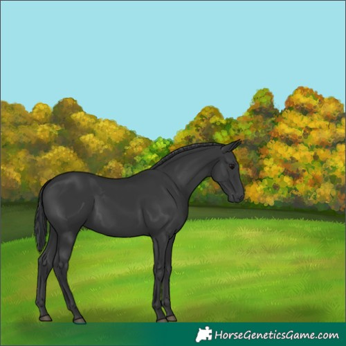 Horse Color:Black 