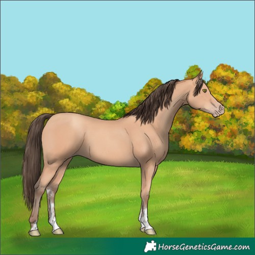 Horse Color:Amber Champagne Sabino 