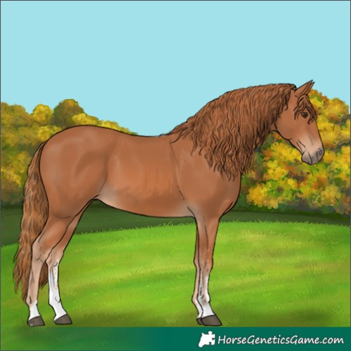 Horse Color:Chestnut Sabino