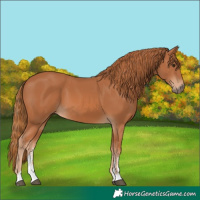 Horse Color:Chestnut Sabino 