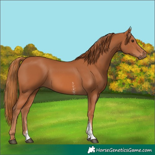 Horse Color:Chestnut Sabino