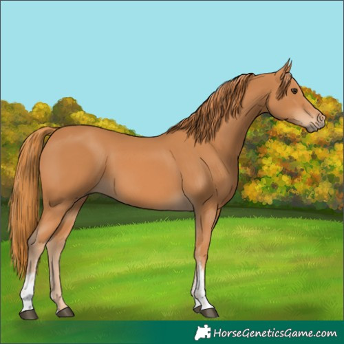 Horse Color:Chestnut Sabino 