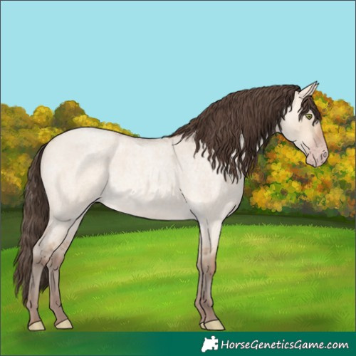 Horse Color:Amber Champagne Roan Dun