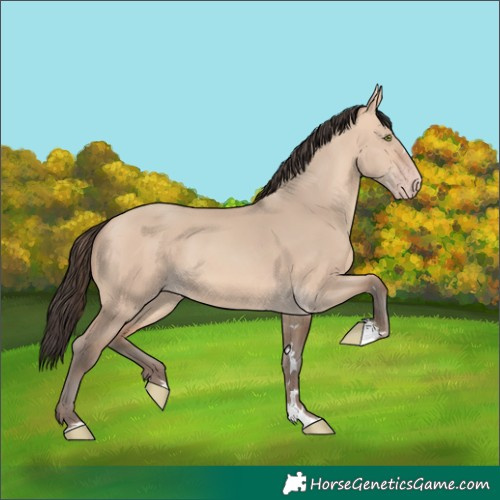Horse Color:Amber Champagne Dun