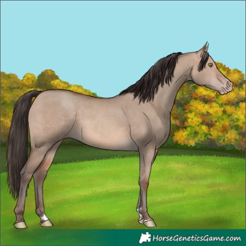 Horse Color:Unknown 
