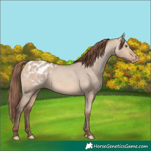 Horse Color:Amber Champagne Dun Appaloosa 