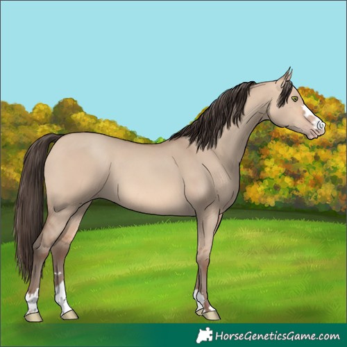 Horse Color:Amber Champagne Dun