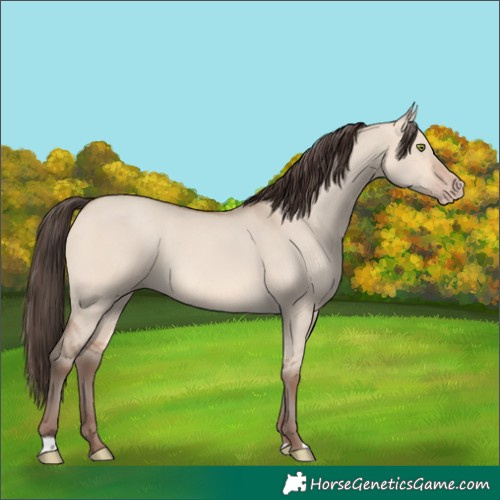 Horse Color:Amber Champagne Dun