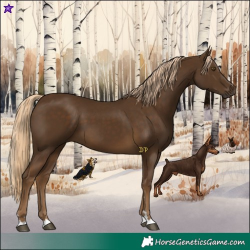 Horse Color:Chocolate Palomino 