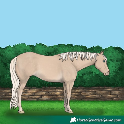 Horse Color:Cremello 