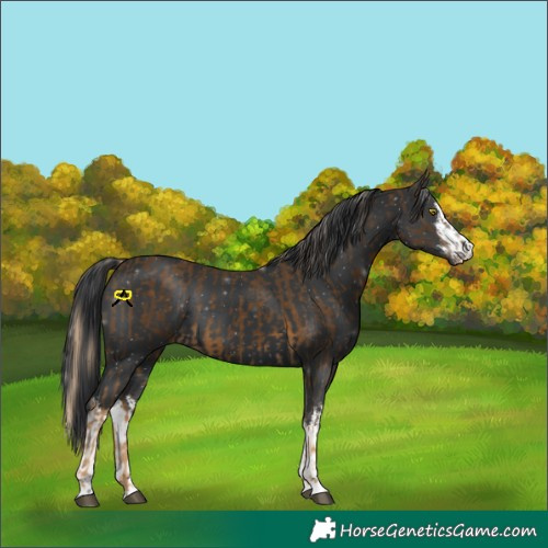 Horse Color:Chocolate Palomino Mushroom and White Spotted Black