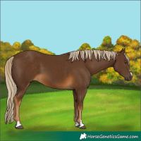 Horse Color:Chocolate Palomino 
