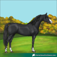Horse Color:Black 