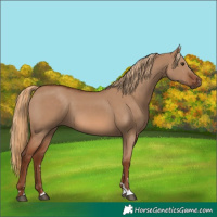 Horse Color:Red Dun 