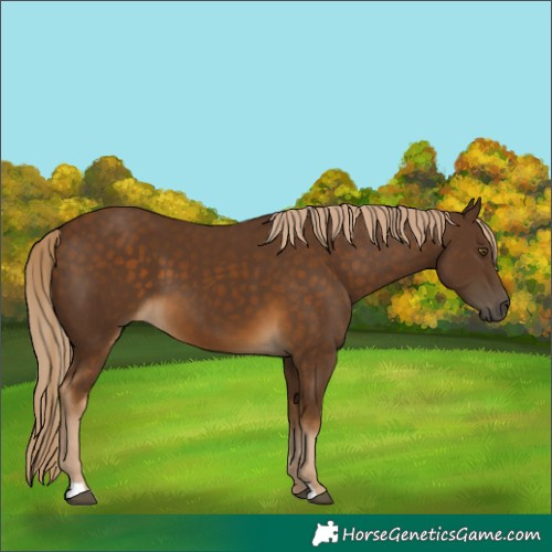 Horse Color:Chocolate Palomino 