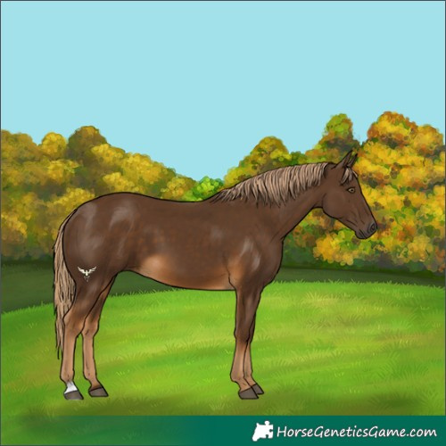 Horse Color:Chocolate Palomino 