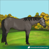Horse Color:Gray Grullo