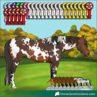 Horse Color:White Spotted Bay 