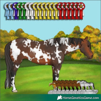 Horse Color:White Spotted Bay