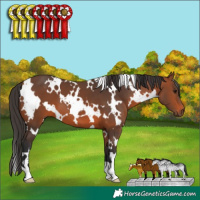 Horse Color:White Spotted Bay 