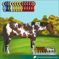 Horse Color:White Spotted Bay 