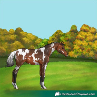 Horse Color:White Spotted Bay 