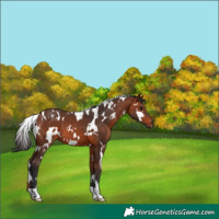 Horse Color:White Spotted Bay 