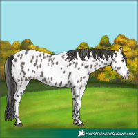 Horse Color:Grullo Appaloosa 