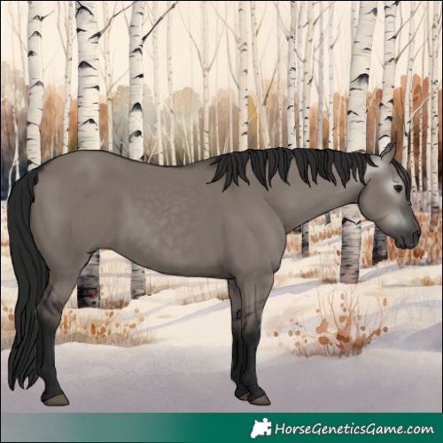 Horse Color:Gray Grullo 