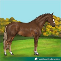 Horse Color:Chocolate Palomino 